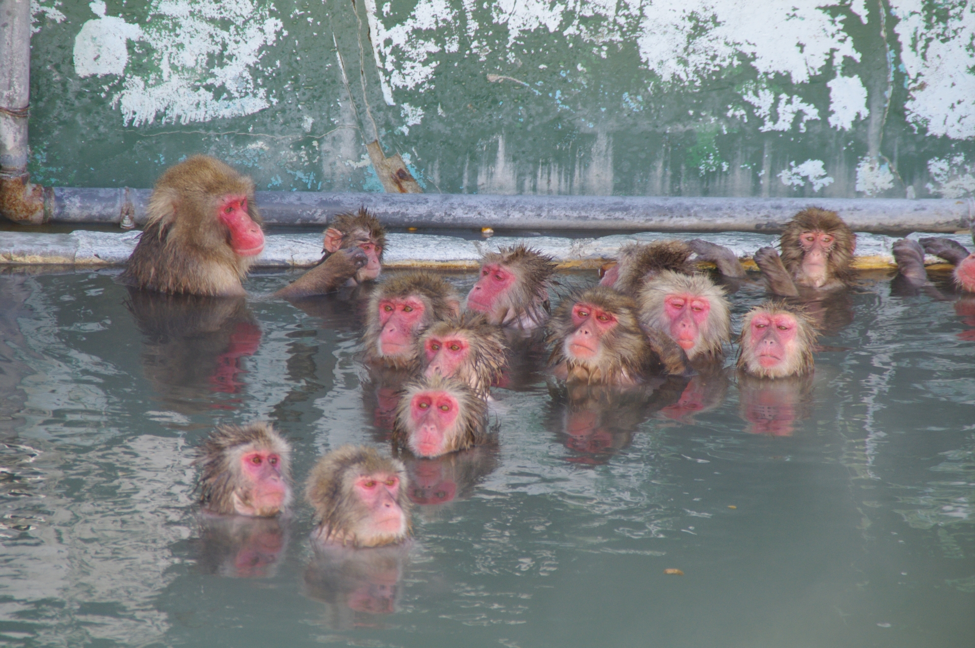 京都嵐山の猿「暑くてかなわん…潜水するか」